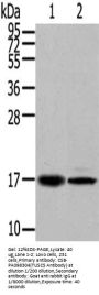 TUSC5 Antibody