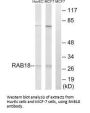 RAB18 Antibody