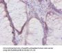 DEFB1 Antibody