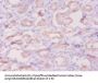 DEFB1 Antibody