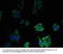 DEFB1 Antibody