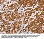 CRYAB Antibody