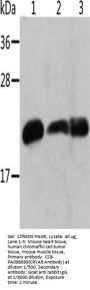 CRYAB Antibody