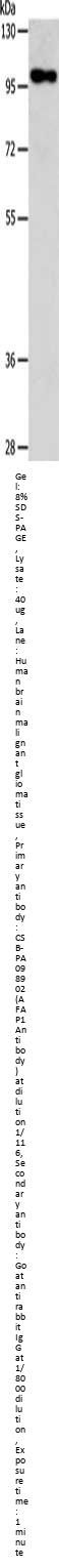 AFAP1 Antibody