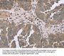 FANCG Antibody