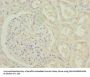 POSTN Antibody