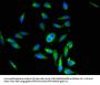 POSTN Antibody