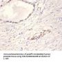 Rabbit anti-human Neurotrophin-4 polyclonal Antibody