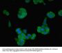 Rabbit anti-human Neurotrophin-4 polyclonal Antibody