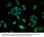 LDLR Antibody