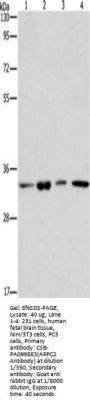 ARPC2 Antibody