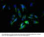 AMBP Antibody