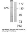 GAK Antibody