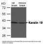 KRT19 Antibody