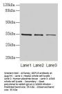 GDF15 Antibody