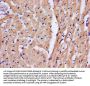 TNNT2 Antibody
