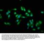 TNNT2 Antibody