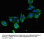 MYL2 Antibody