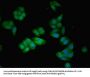 AGT Antibody