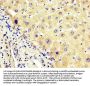 AGT Antibody