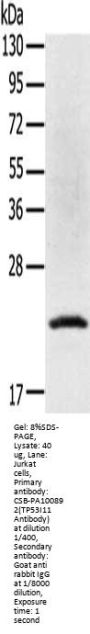 TP53I11 Antibody