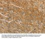 VTN Antibody