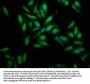 MSLN Antibody