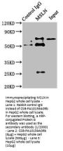 MSLN Antibody