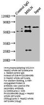 MSLN Antibody