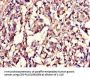 LMNB1 Antibody