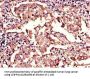 LMNB1 Antibody
