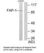 FAP Antibody