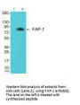 FAP Antibody