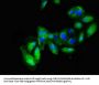 ALCAM Antibody