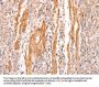 INA Antibody
