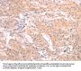 INA Antibody