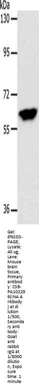 INA Antibody
