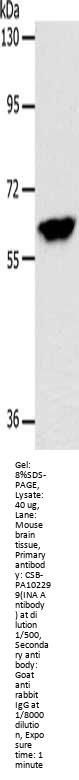 INA Antibody