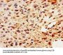 PTN Antibody