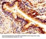 PTN Antibody