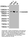 ADAM8 Antibody
