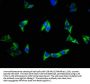 EGFR Antibody