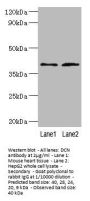 DCN Antibody