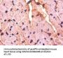 DCN Antibody