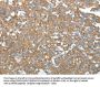 GEMIN2 Antibody