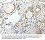 GEMIN2 Antibody
