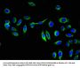 GGT1 Antibody