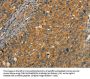 CIB1 Antibody