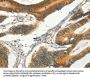 CIB1 Antibody