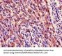 CYR61 Antibody